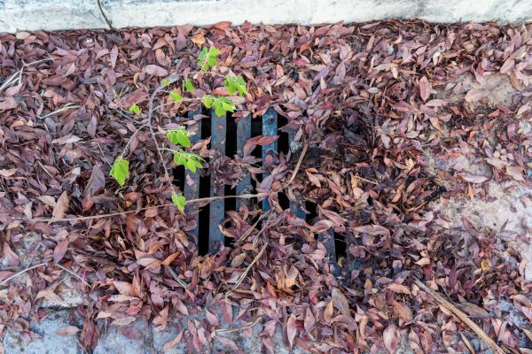 Cost of Yard Drain Unclogging in Bellevue